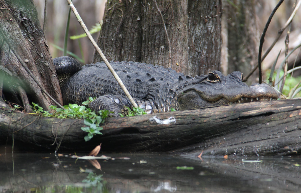 gator female