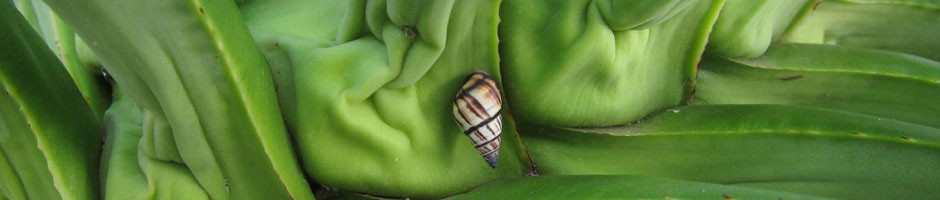 tree snail