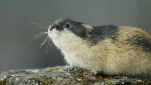 lemming